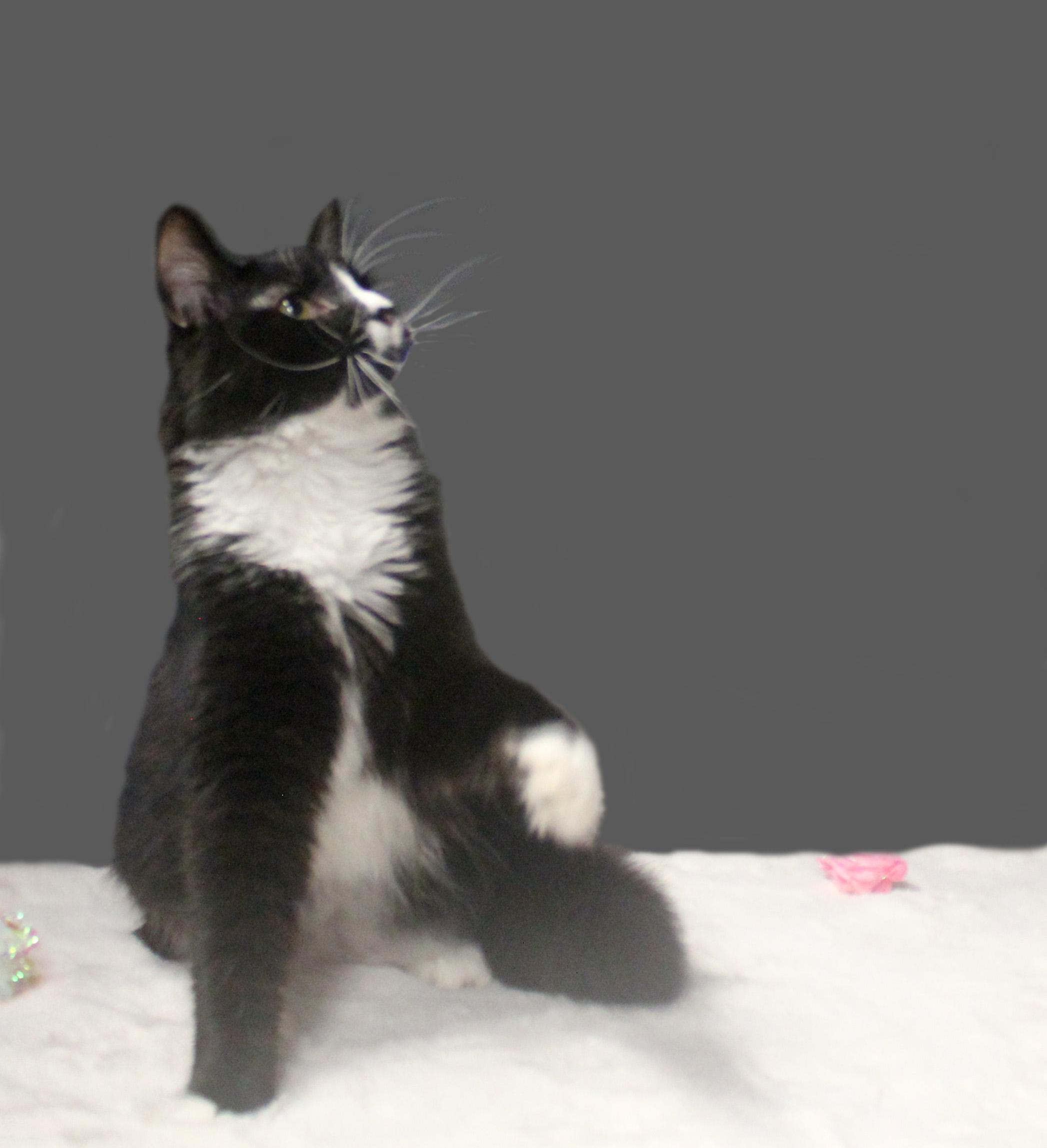 HARLEY QUINN, a ADOPTABLE mixed breed in Floral City, FL image 4/6