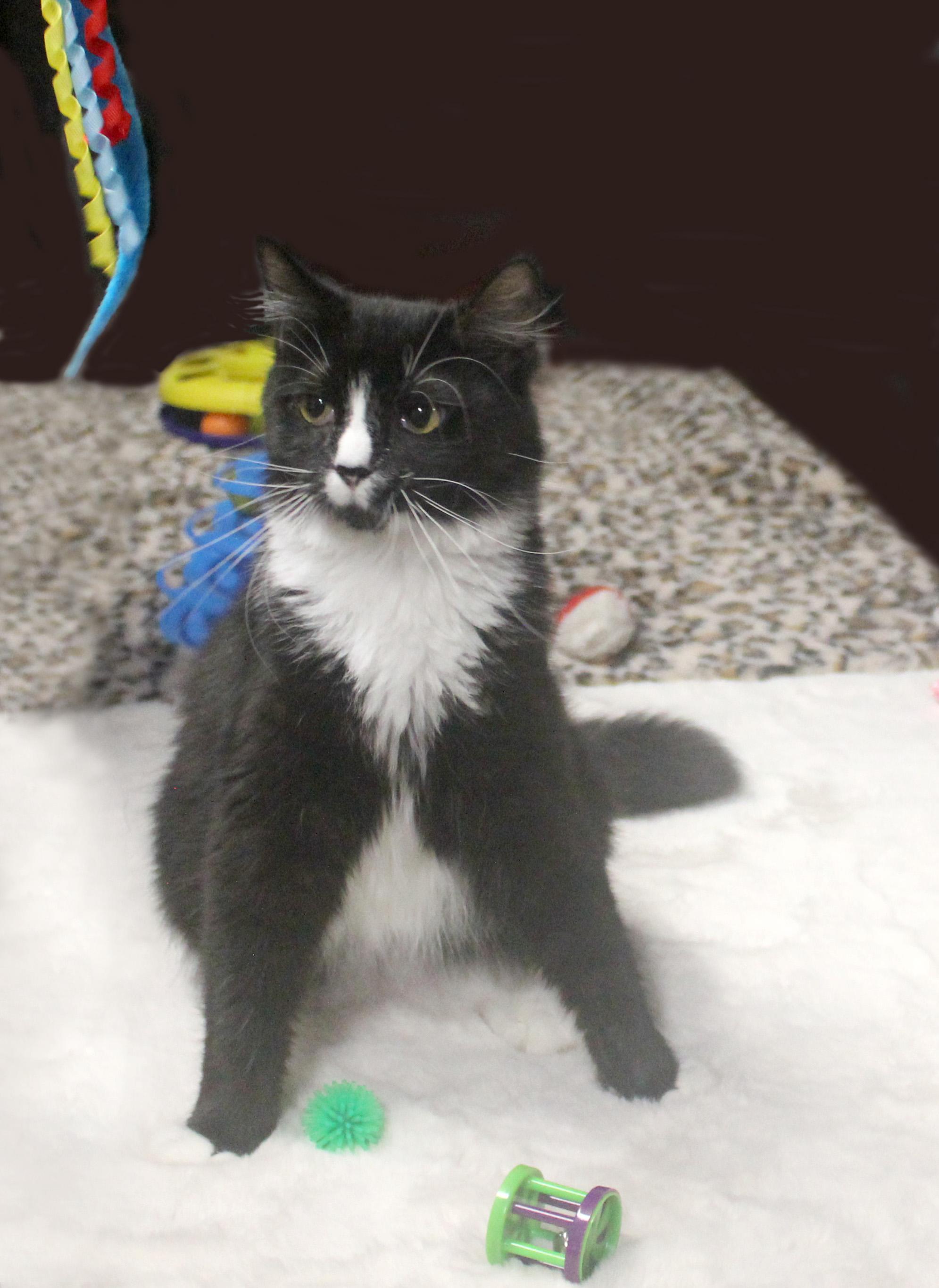 HARLEY QUINN, a ADOPTABLE mixed breed in Floral City, FL image 2/6