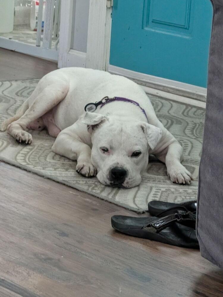 Gramps, Adoptable, Senior Male Mixed Breed.