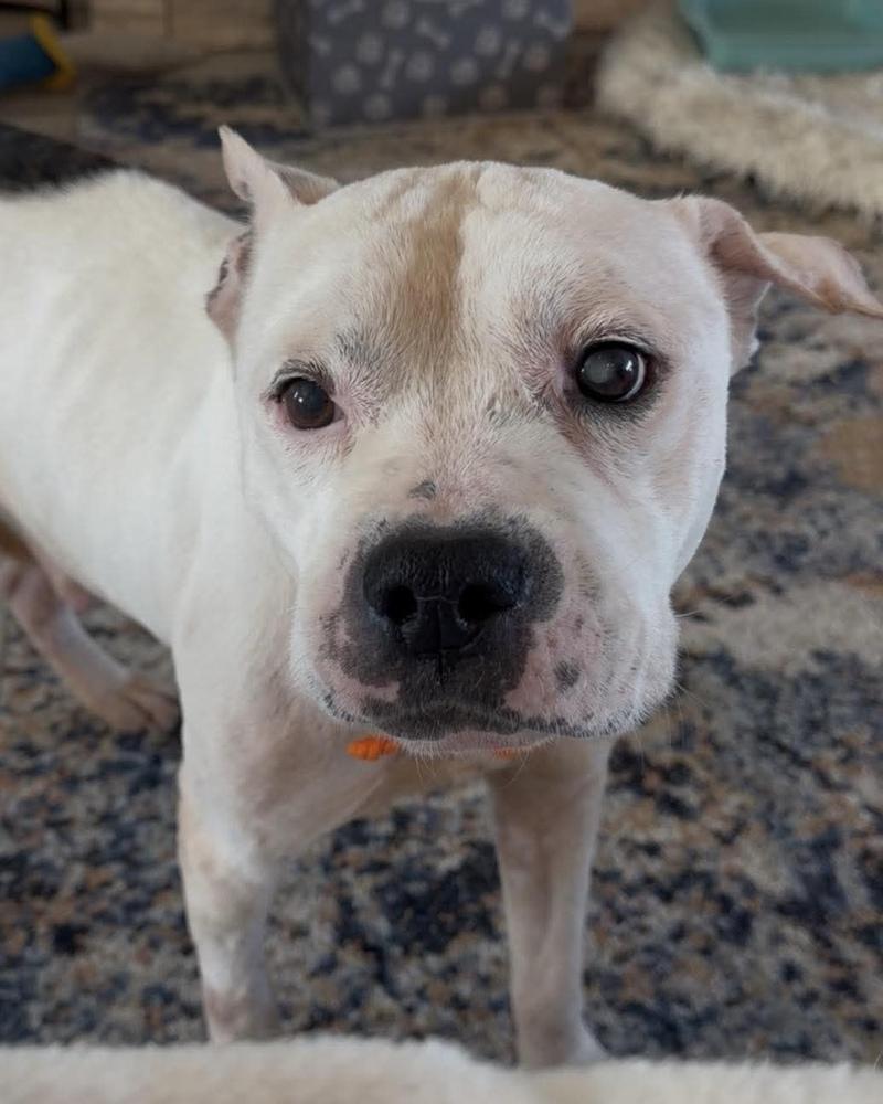 Enlarge Gramps, a Adoptable mixed breed in Melbourne Beach, FL image 1/2