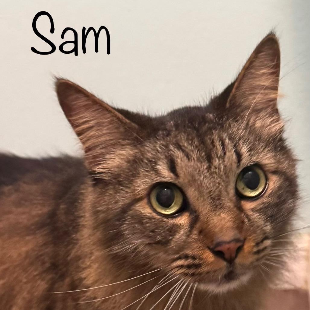 Enlarge Sam, a Adoptable mixed breed in TITUSVILLE, FL image 4/6