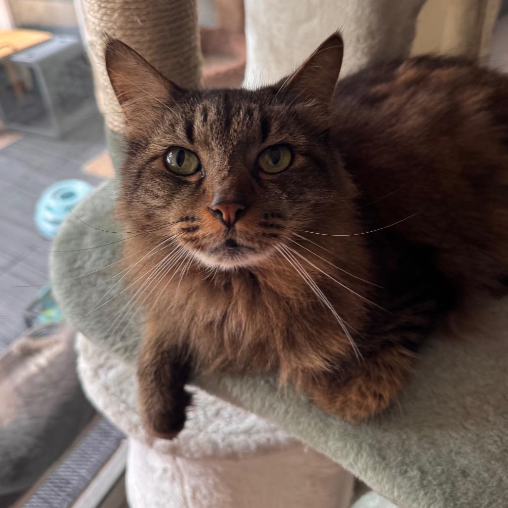 Enlarge Sam, a Adoptable mixed breed in TITUSVILLE, FL image 5/6