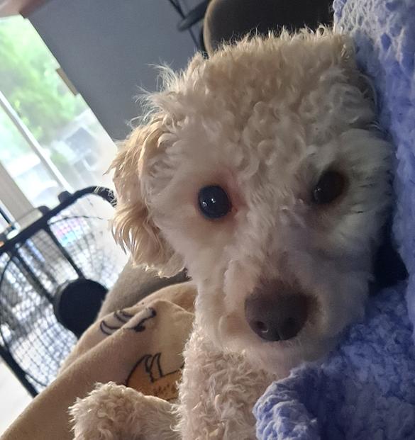 Peanut, a ADOPTABLE Poodle in Fairview Park, OH image 1/2