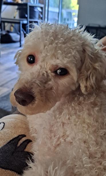Peanut, a ADOPTABLE Poodle in Fairview Park, OH image 2/2
