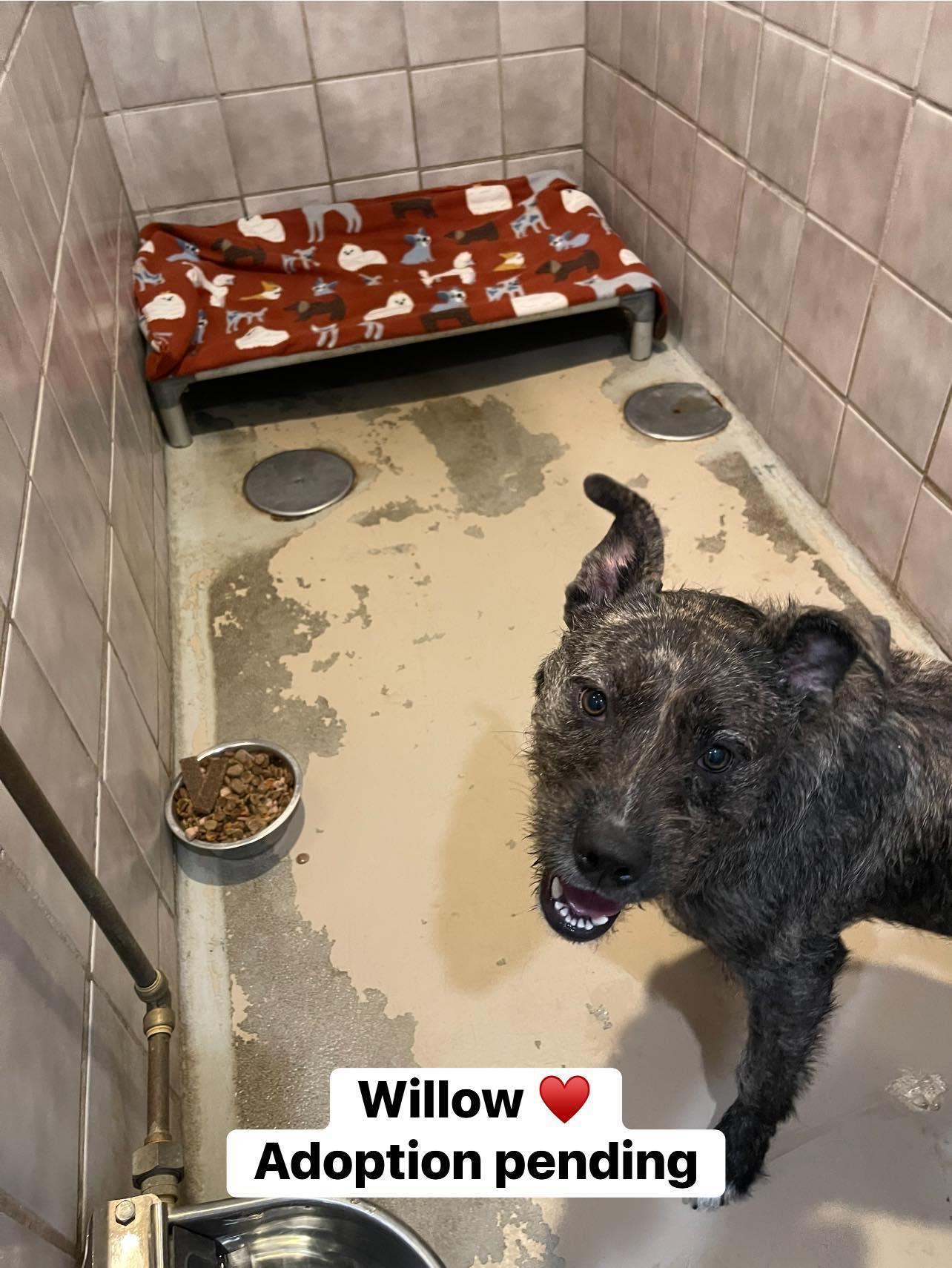 WILLOW, ADOPTABLE, Young Female Wirehaired Pointing Griffon.