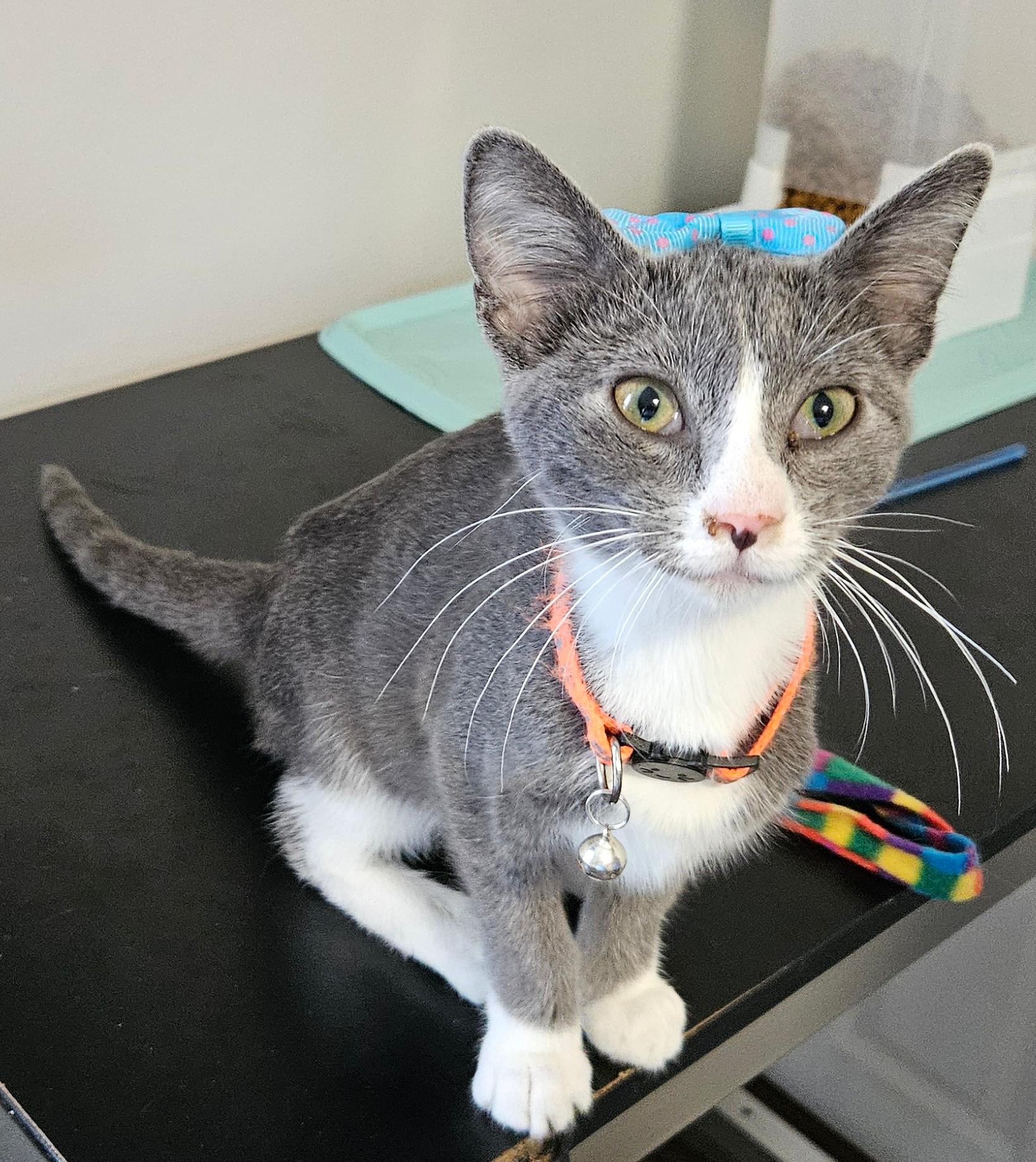 Janey, Adoptable, Kitten Female Domestic Short Hair.