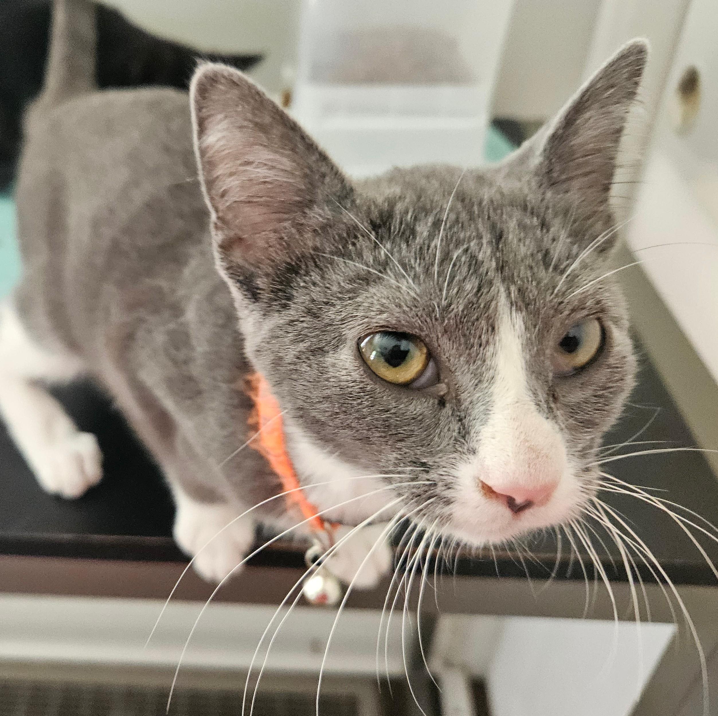 Janey, a Adoptable Domestic Short Hair in Sellersburg, IN image 2/5