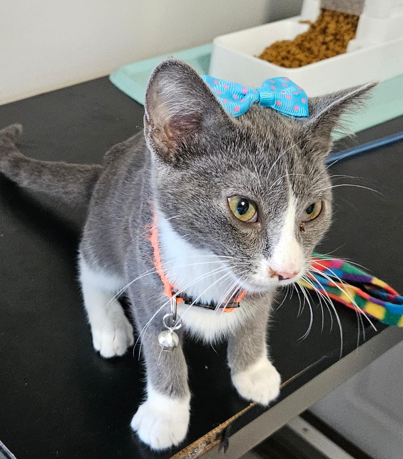 Janey, a Adoptable Domestic Short Hair in Sellersburg, IN image 3/5