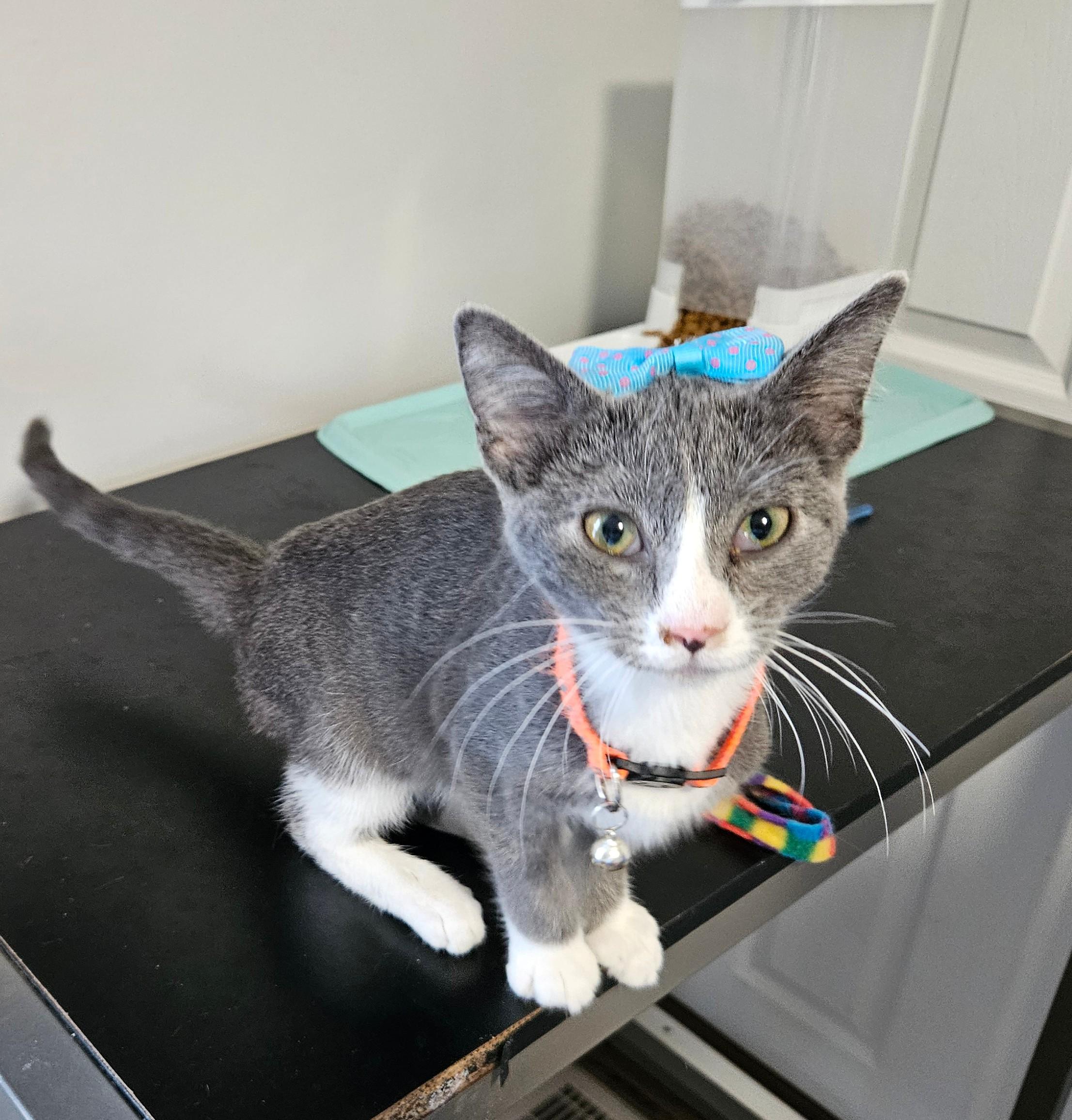 Janey, a Adoptable Domestic Short Hair in Sellersburg, IN image 4/5