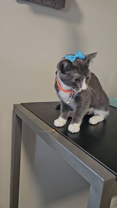 Enlarge Janey, a Adoptable Domestic Short Hair in Sellersburg, IN video 5/5