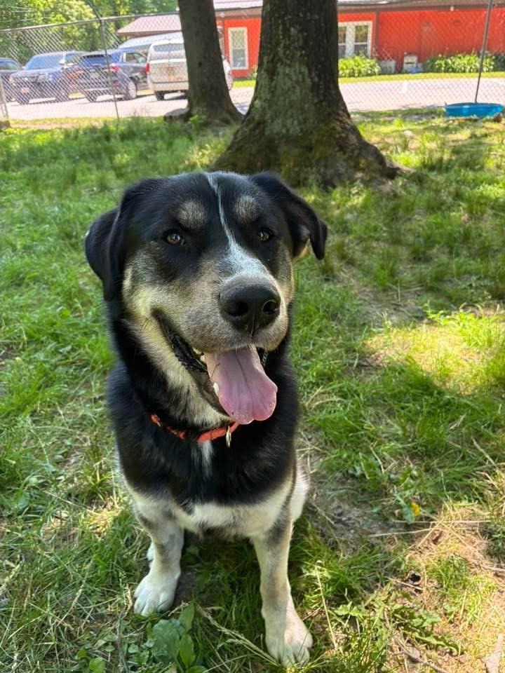 Busta Rhymes, a ADOPTABLE mixed breed in Chardon, OH image 6/6