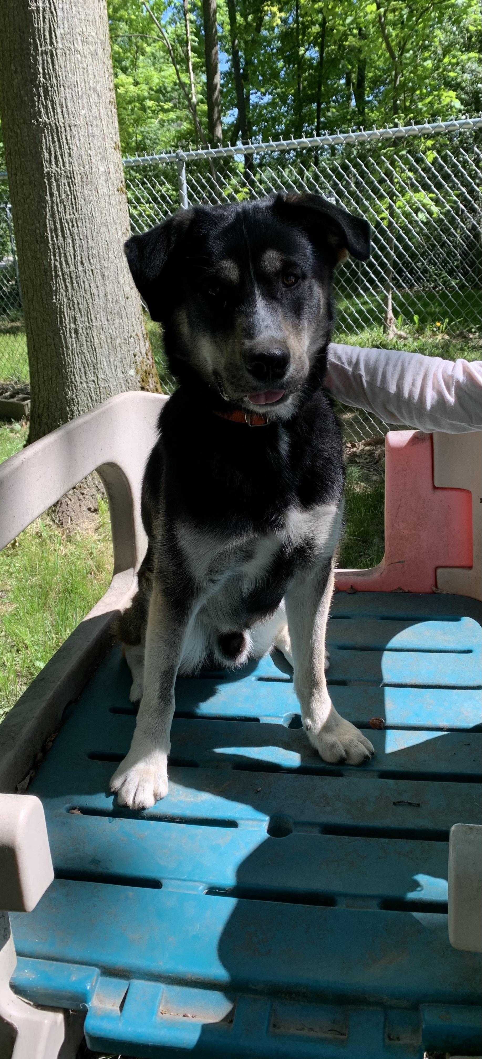 Busta Rhymes, ADOPTABLE, Young Male Shepherd & Husky.