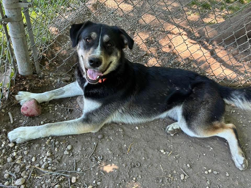 Busta Rhymes, a ADOPTABLE mixed breed in Chardon, OH image 2/6