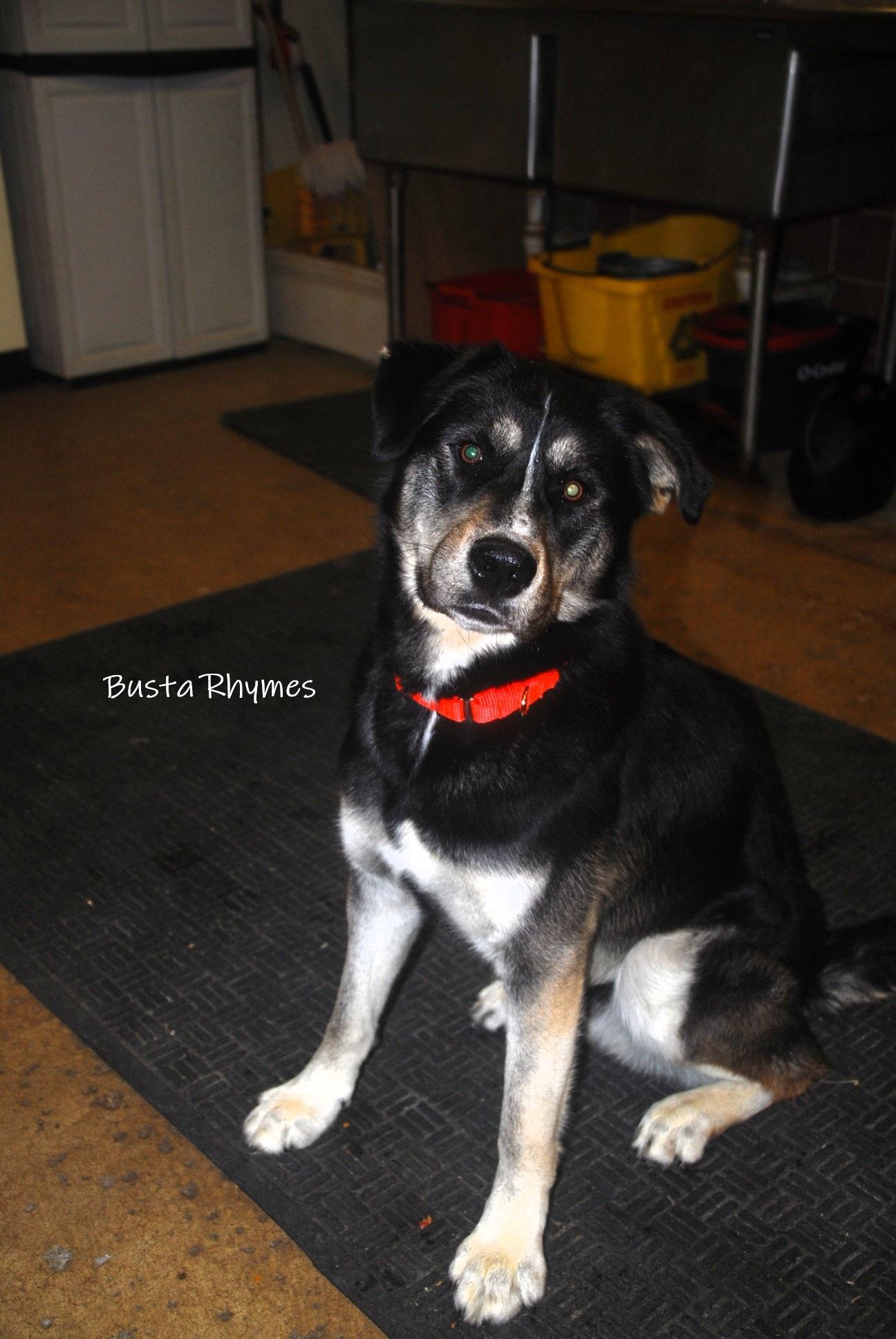 Enlarge Busta Rhymes, a ADOPTABLE mixed breed in Chardon, OH image 4/6