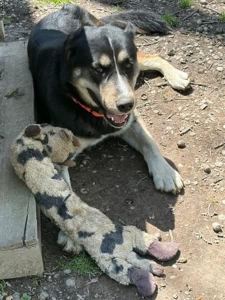 Enlarge Busta Rhymes, a ADOPTABLE mixed breed in Chardon, OH image 6/6