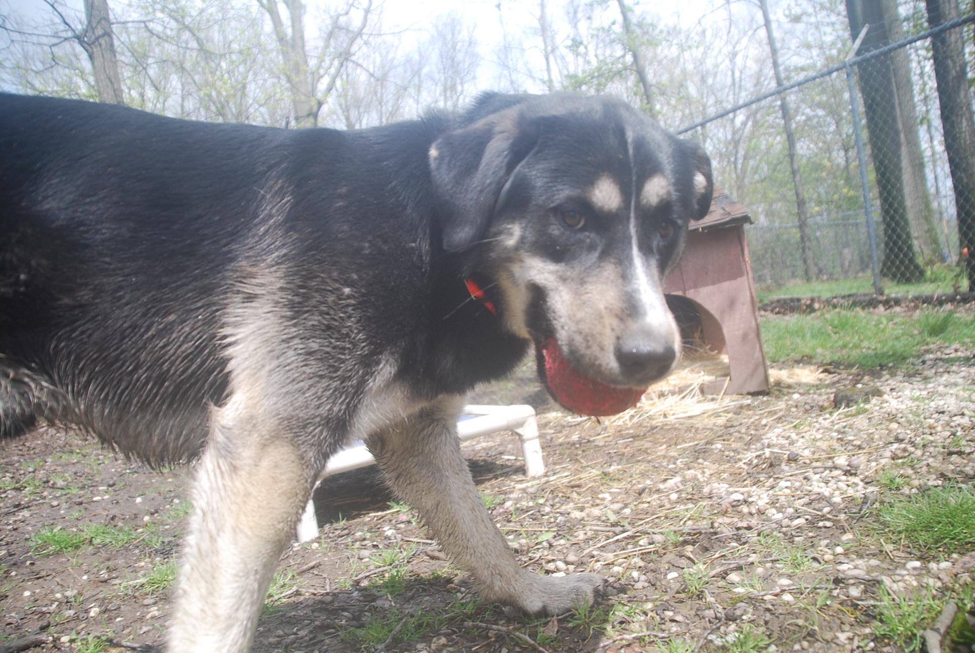 Enlarge Busta Rhymes, a ADOPTABLE mixed breed in Chardon, OH image 5/6