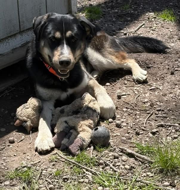 Enlarge Busta Rhymes, a ADOPTABLE mixed breed in Chardon, OH image 3/6