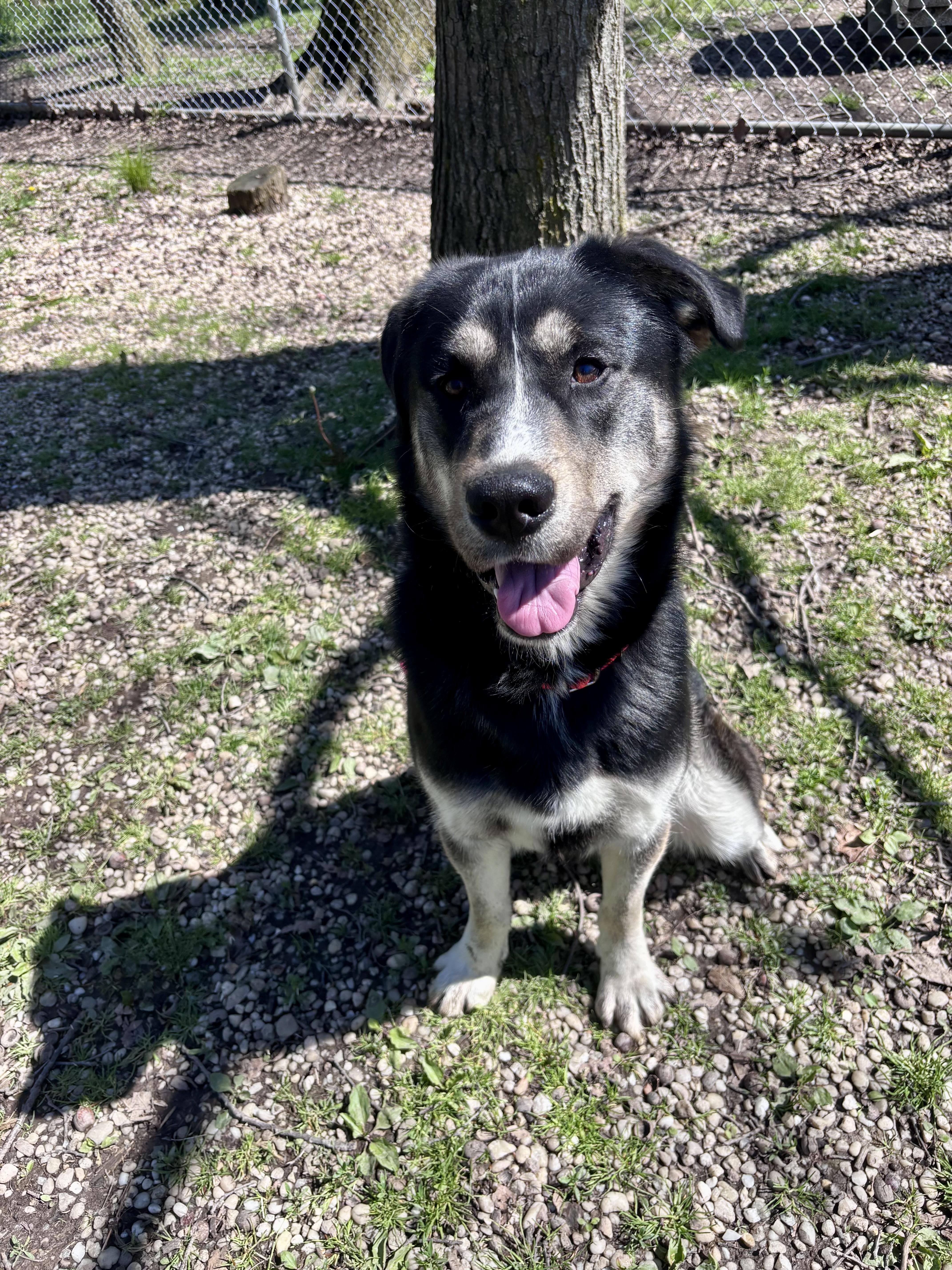 Enlarge Busta Rhymes, a ADOPTABLE mixed breed in Chardon, OH image 2/6