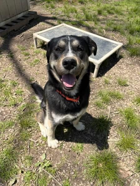 Busta Rhymes, ADOPTABLE, Young Male Shepherd & Husky.