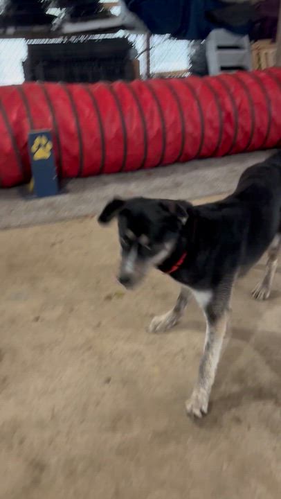 Enlarge Busta Rhymes, a ADOPTABLE mixed breed in Chardon, OH video 5/6