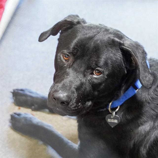 Enlarge GOOBER, a Adoptable Rottweiler in Sacramento, CA image 1/1
