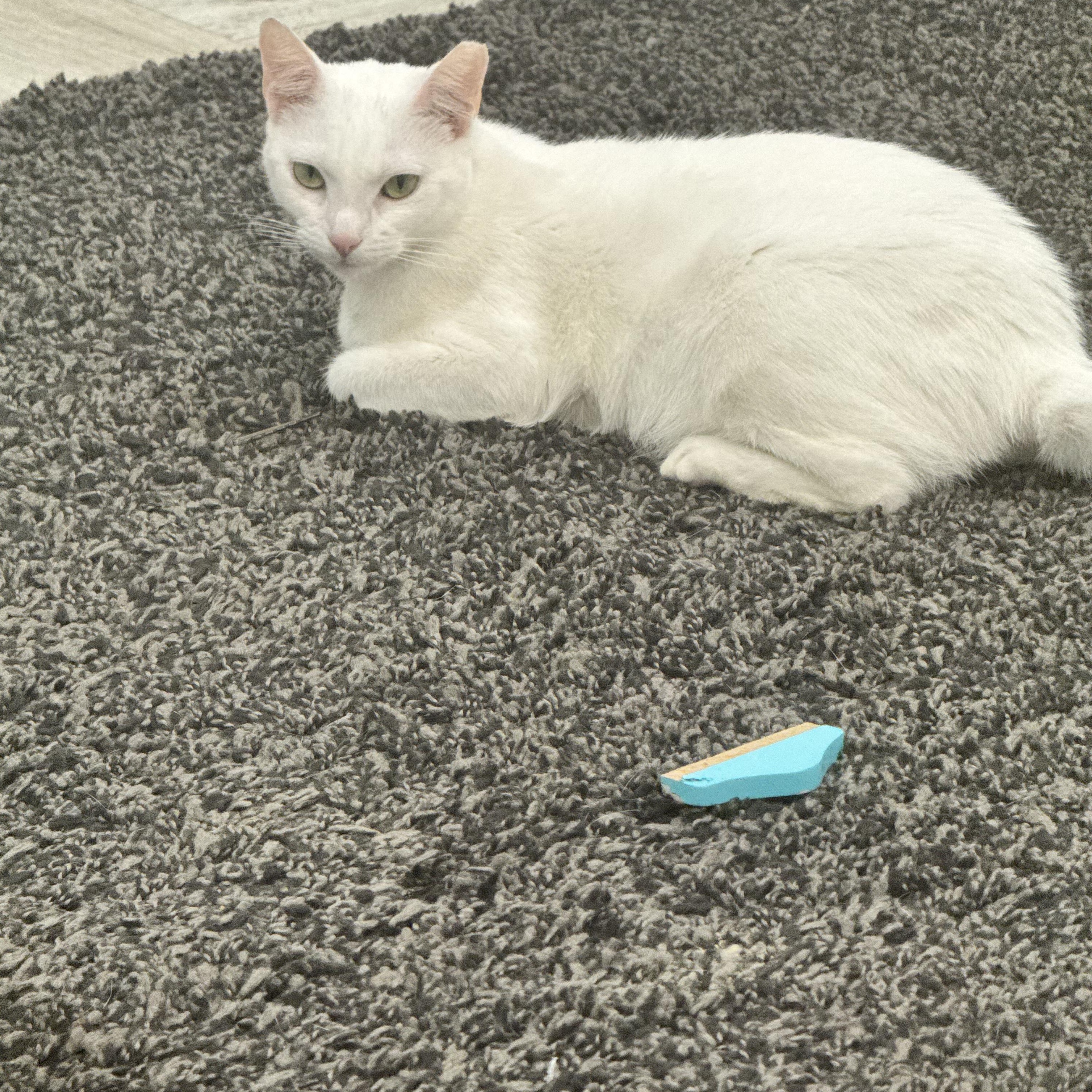 Enlarge Jessie , a ADOPTABLE American Bobtail in Boca Raton, FL image 4/4