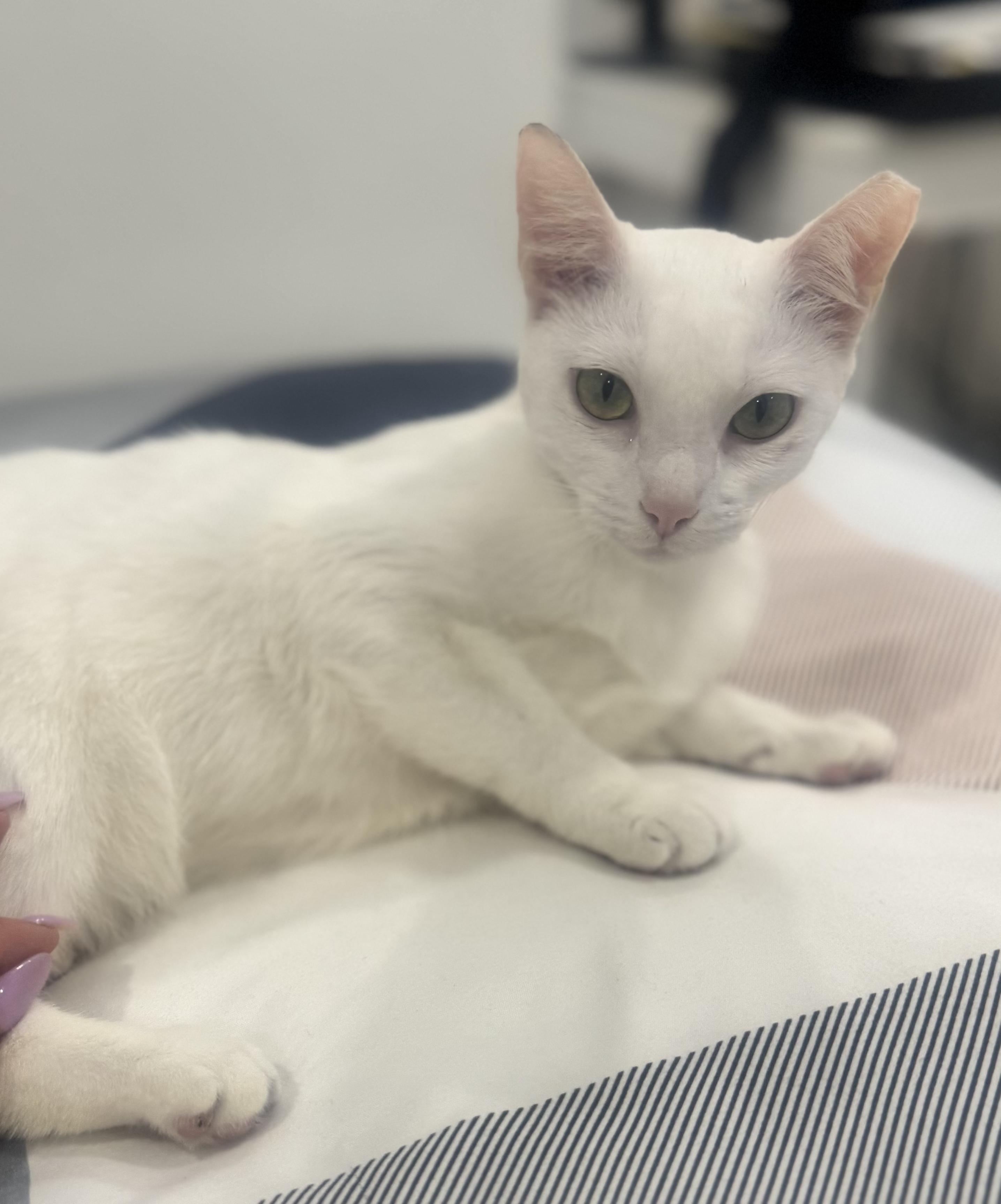 Jessie , ADOPTABLE, Adult Female American Bobtail.