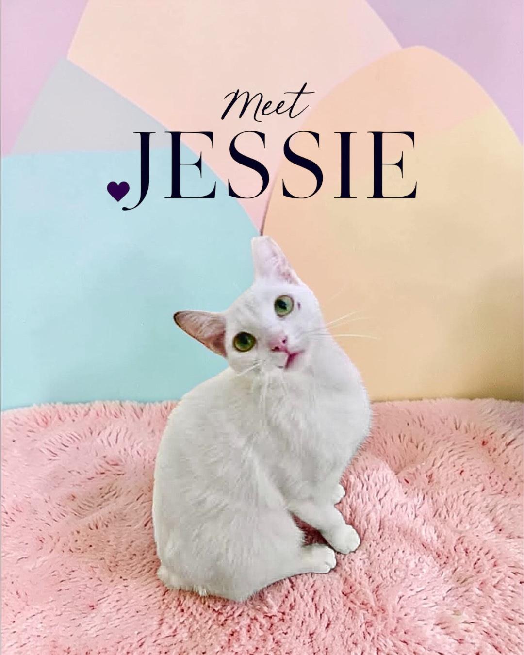 Enlarge Jessie , a ADOPTABLE American Bobtail in Boca Raton, FL image 2/2