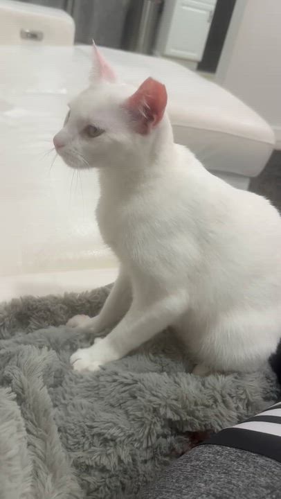 Enlarge Jessie , a ADOPTABLE American Bobtail in Boca Raton, FL video 3/4