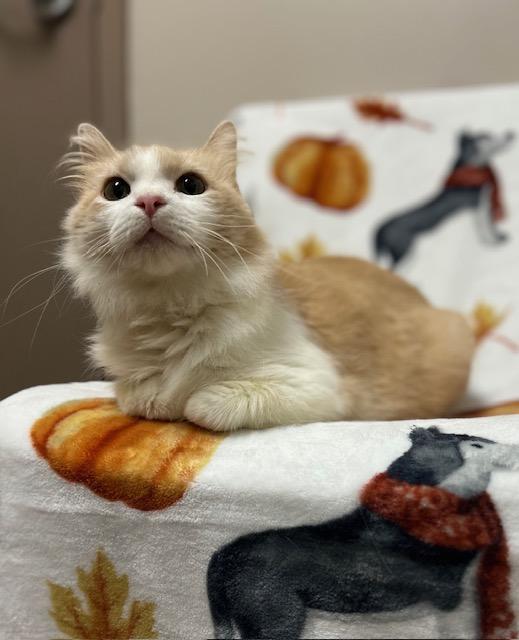 Enlarge Pepita * FIV Positive, a Adopted Domestic Medium Hair in Seymour, TN image 2/6