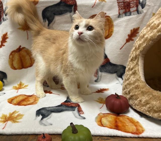 Enlarge Pepita * FIV Positive, a Adopted Domestic Medium Hair in Seymour, TN image 1/6