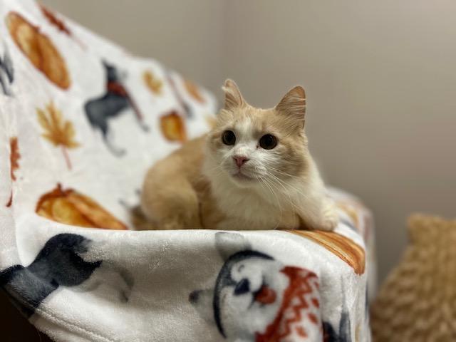 Enlarge Pepita * FIV Positive, a Adopted Domestic Medium Hair in Seymour, TN image 3/6