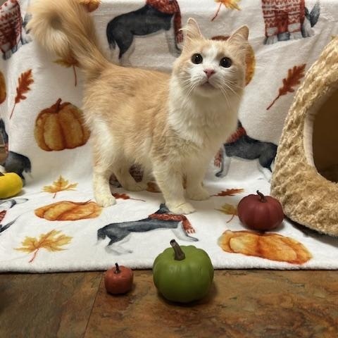 Enlarge Pepita * FIV Positive, a Adopted Domestic Medium Hair in Seymour, TN image 4/6