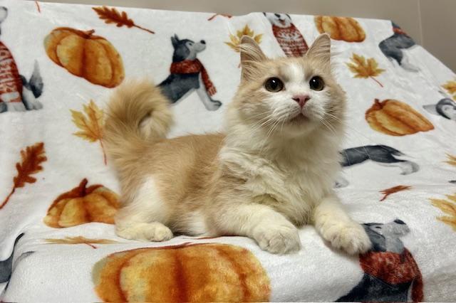 Enlarge Pepita * FIV Positive, a Adopted Domestic Medium Hair in Seymour, TN image 5/6