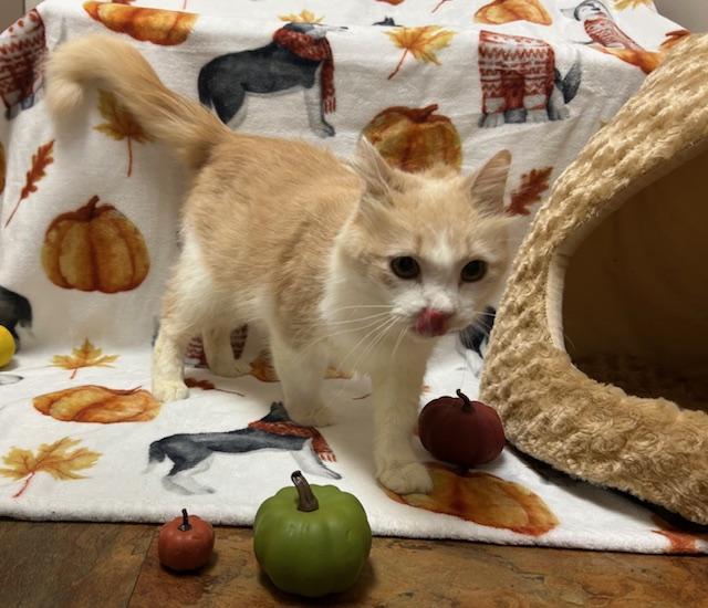 Enlarge Pepita * FIV Positive, a Adopted Domestic Medium Hair in Seymour, TN image 6/6