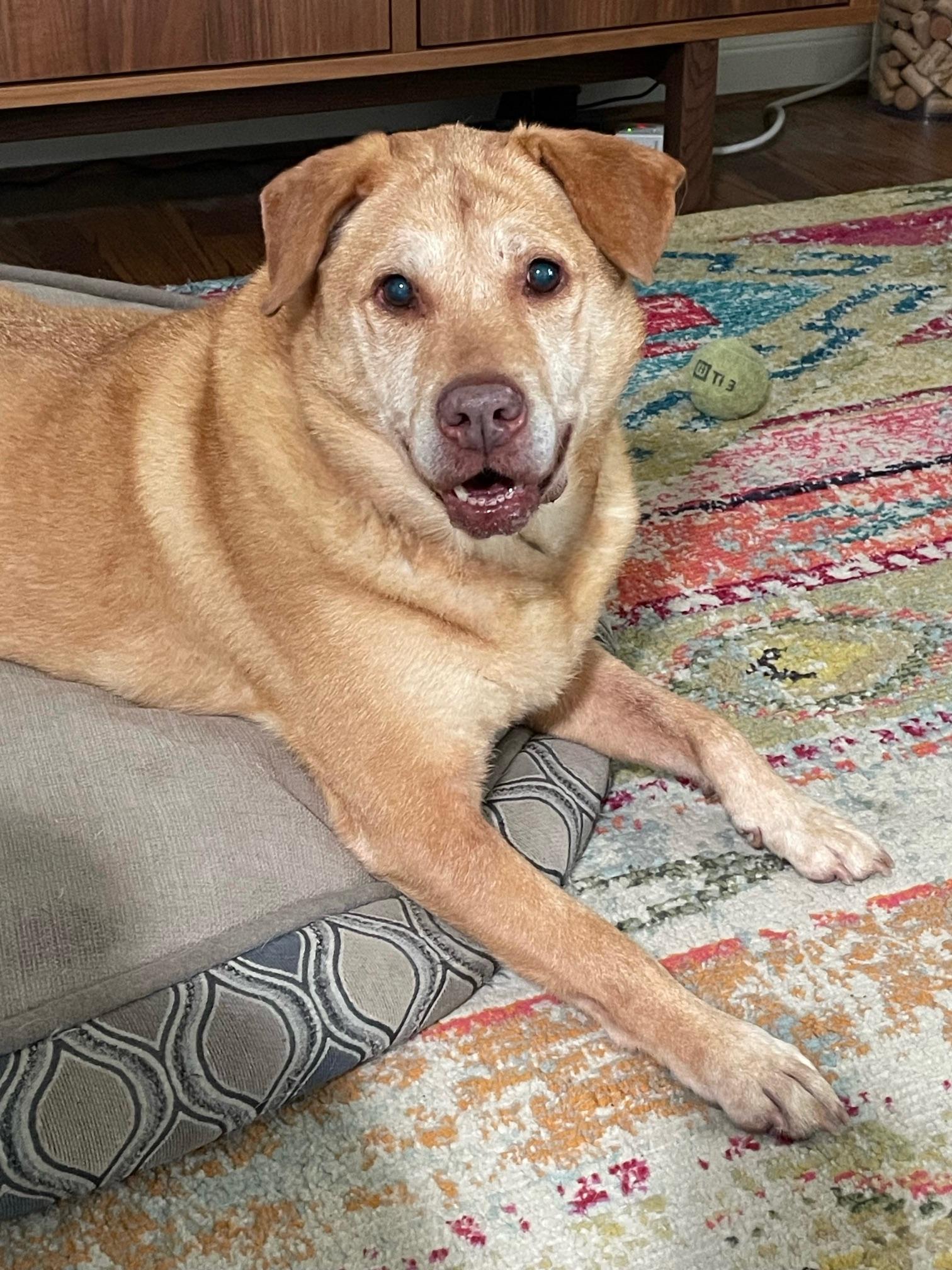 Reba, a Adoptable Labrador Retriever in Houston, TX image 1/4