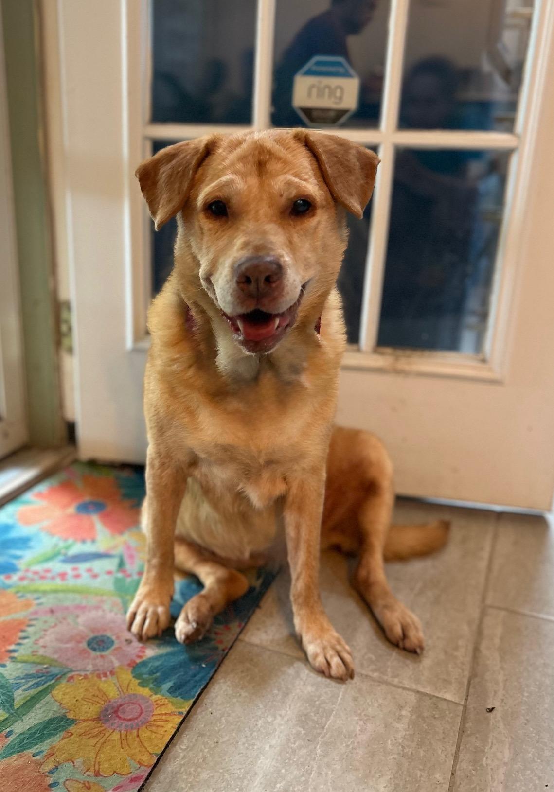 Reba, a Adoptable Labrador Retriever in Houston, TX image 2/4