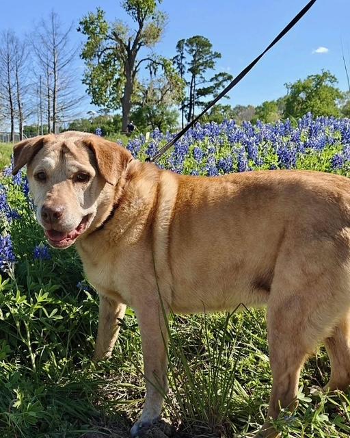 Reba, Adoptable, Senior Female Labrador Retriever.