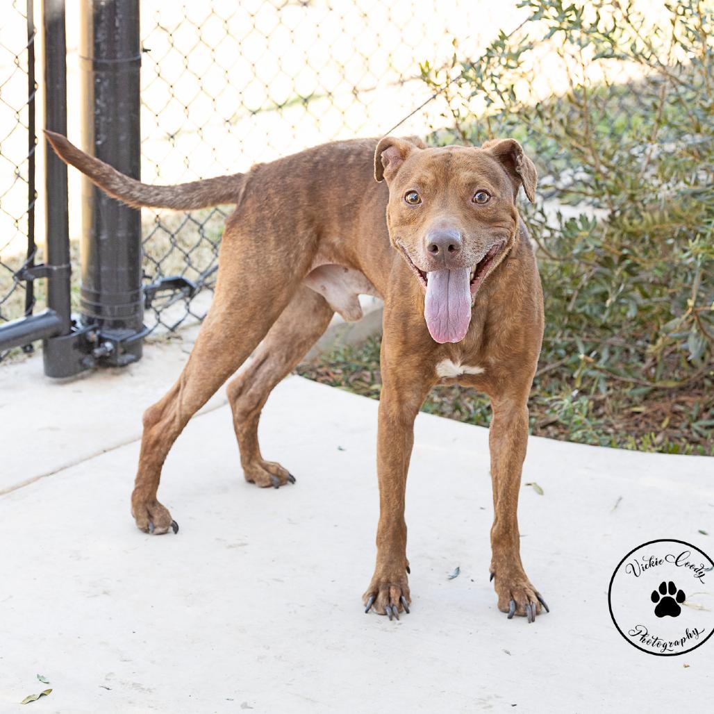 Enlarge Nova, a Adoptable Pit Bull Terrier in Abilene, TX image 1/6