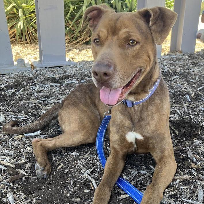 Enlarge Nova, a Adoptable Pit Bull Terrier in Abilene, TX image 2/6