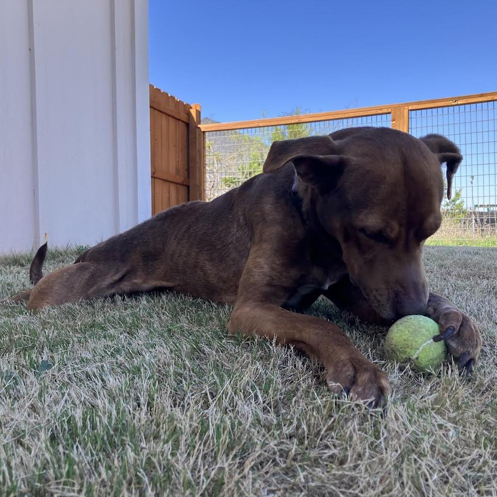 Enlarge Nova, a Adoptable Pit Bull Terrier in Abilene, TX image 3/6