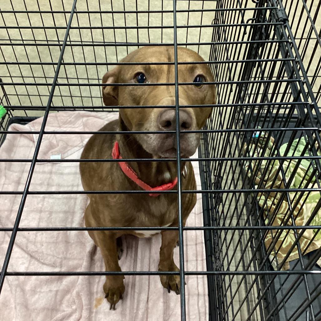 Enlarge Nova, a Adoptable Pit Bull Terrier in Abilene, TX image 4/6