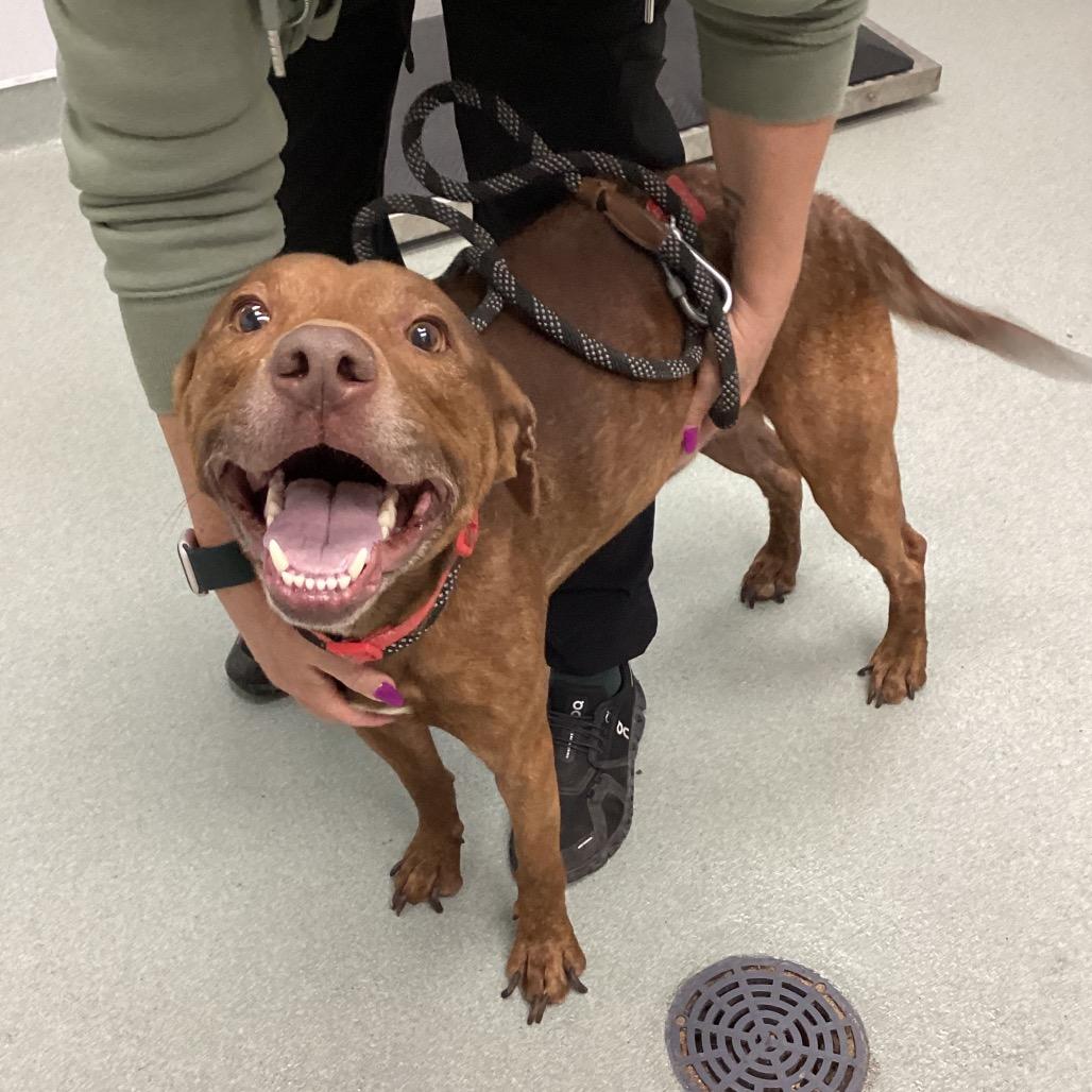 Enlarge Nova, a Adoptable Pit Bull Terrier in Abilene, TX image 5/6