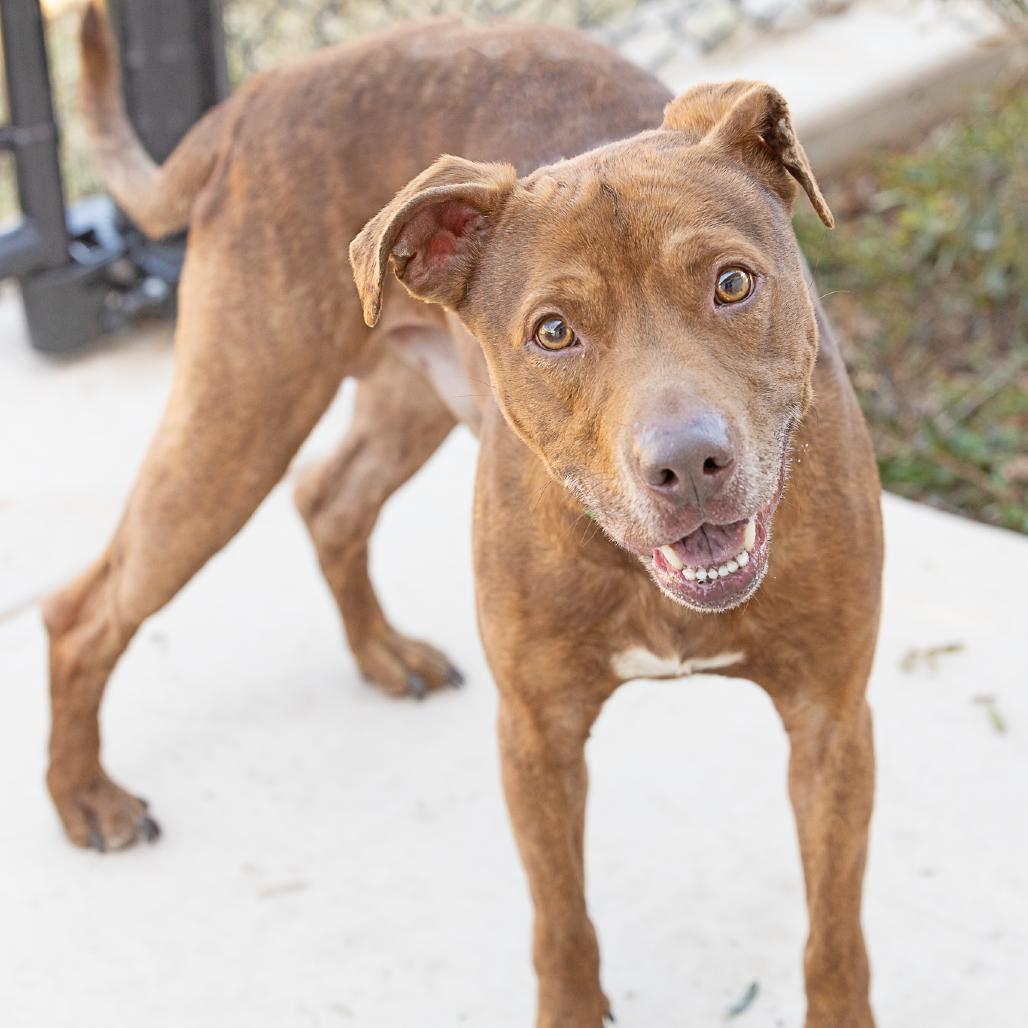 Enlarge Nova, a Adoptable Pit Bull Terrier in Abilene, TX image 6/6