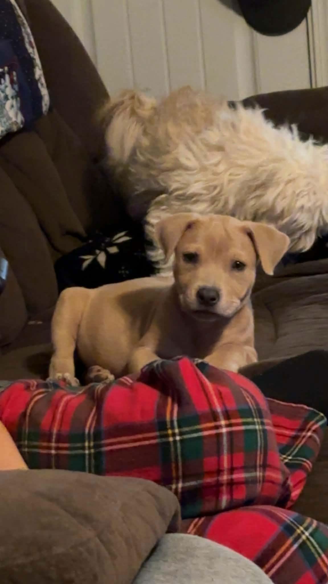 Hazel, Adoptable, Puppy Female Terrier.