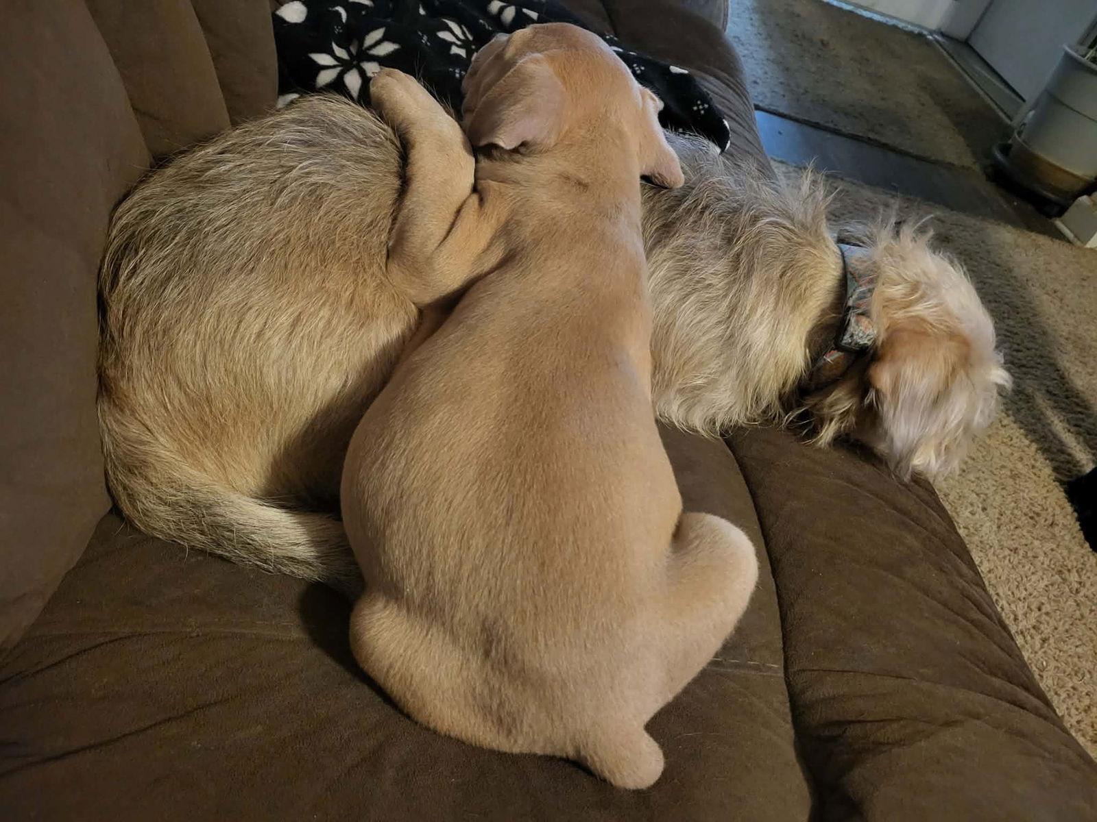 Enlarge Hazel, a Adoptable Terrier in Newport, NH image 3/3