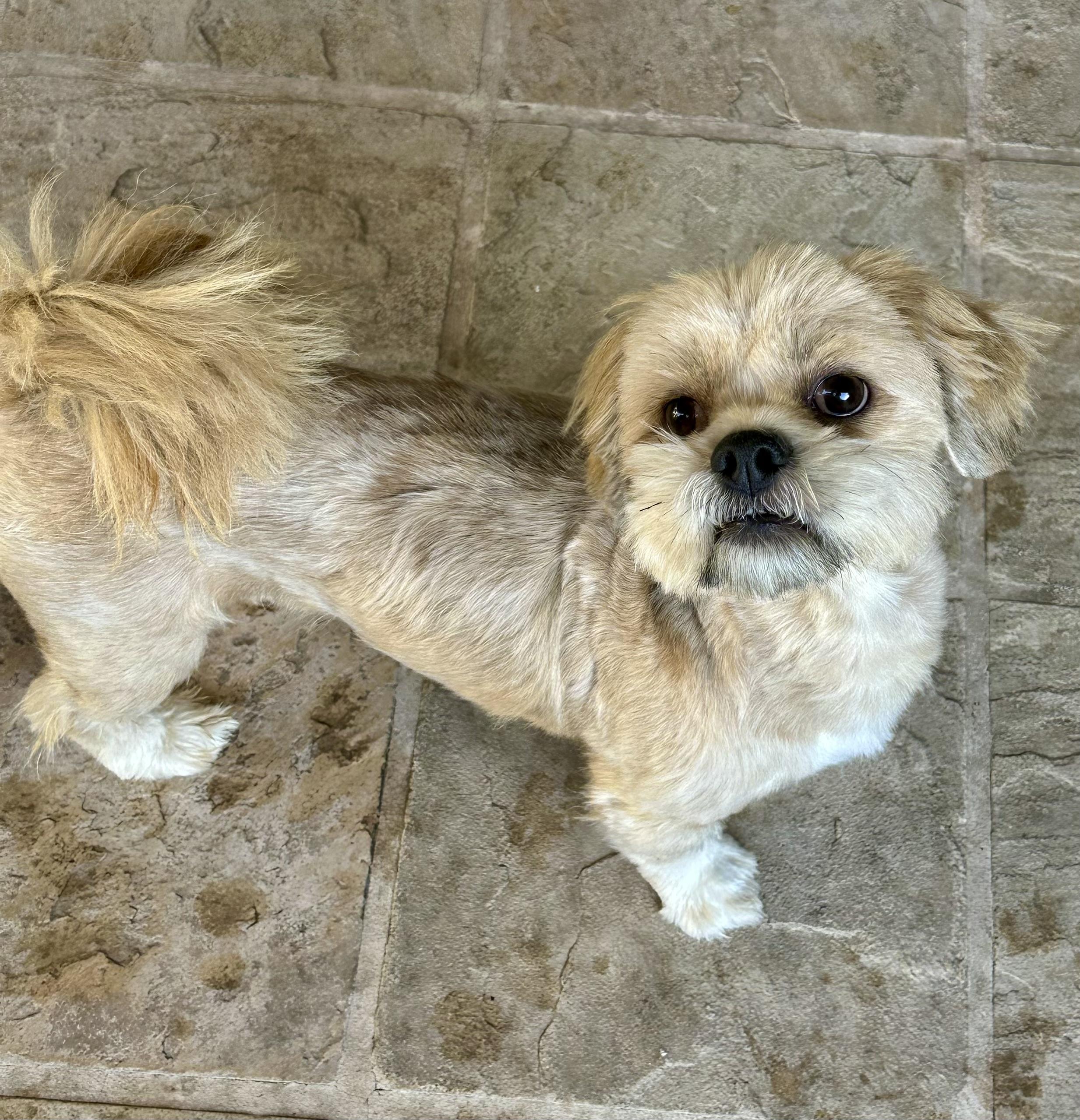 Enlarge Tyson, a Adoptable mixed breed in Fremont, CA image 3/3
