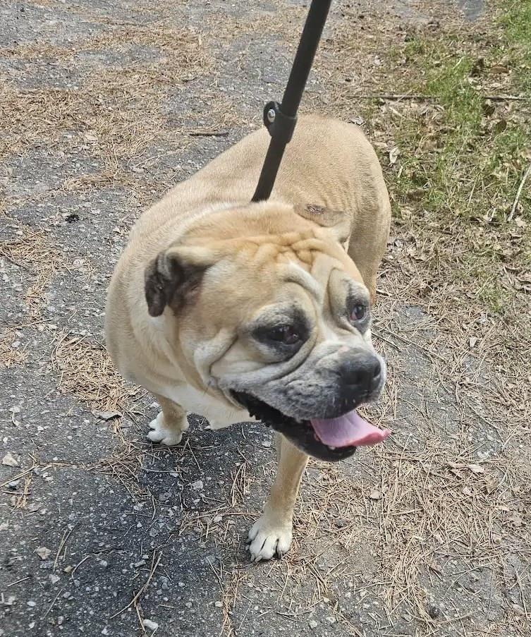 Enlarge Mackey, a ADOPTABLE mixed breed in Bancroft, ON image 2/4