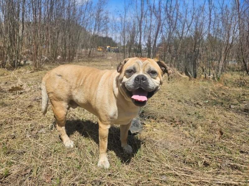 Mackey, ADOPTABLE, Adult Male Bulldog.