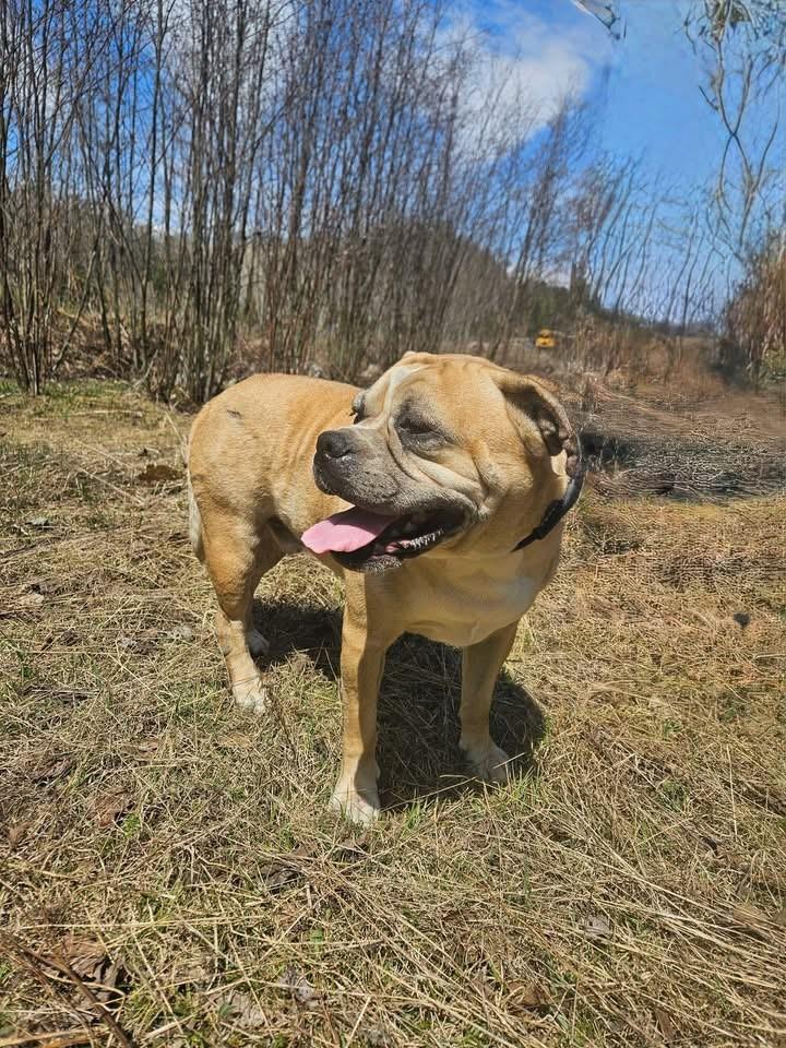 Enlarge Mackey, a ADOPTABLE mixed breed in Bancroft, ON image 3/4